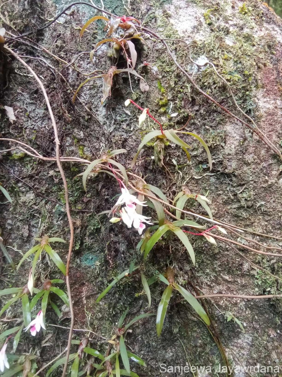 Dendrobium panduratum subsp. panduratum Lindl.